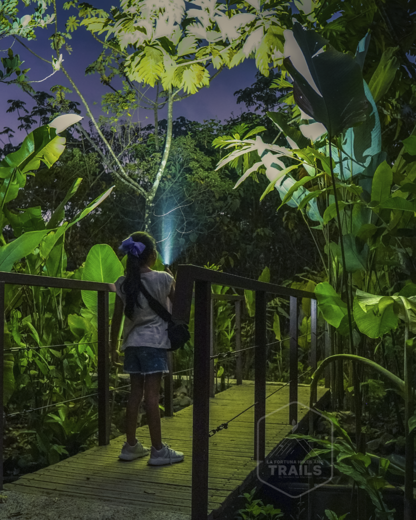 Nighttime Nature Walk 2
